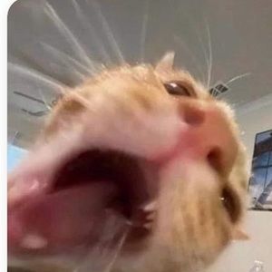 Meet your Posher, Lily